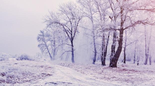 trees, forest, snow Wallpaper 1366x768 Resolution