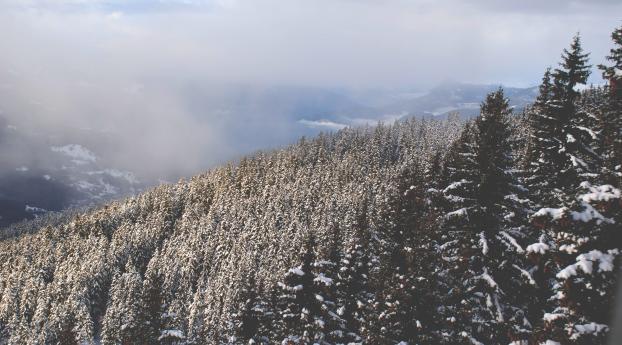 trees, high, snow Wallpaper 2560x1600 Resolution