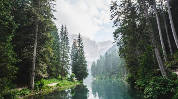 trees, lake, forest Wallpaper 540x960 Resolution