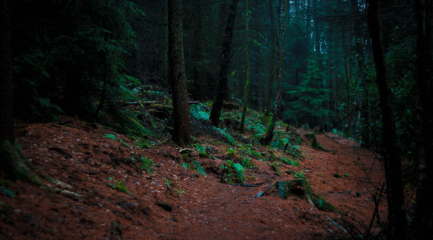 trees, moss, forest Wallpaper 1360x768 Resolution