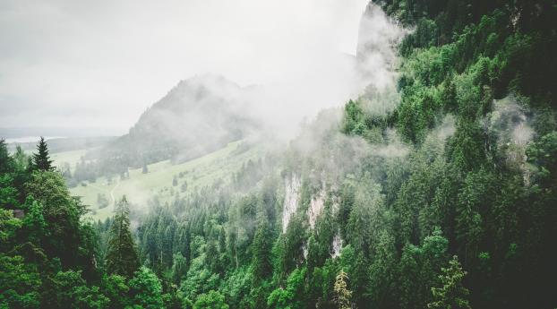 trees, mountains, fog Wallpaper 1400x900 Resolution