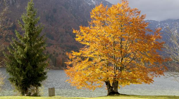 trees, mountains, lake Wallpaper 2560x1600 Resolution