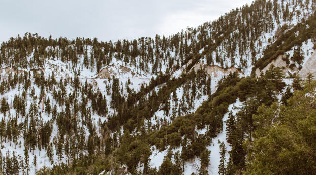 trees, mountains, snow Wallpaper 1440x2960 Resolution