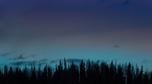 trees, night, sky Wallpaper 3840x2400 Resolution