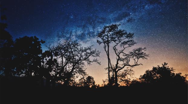 trees, night, stars Wallpaper 1080x1920 Resolution