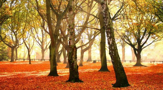 trees, park, autumn Wallpaper