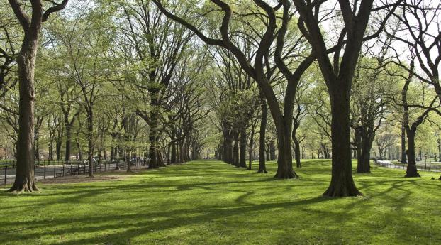 trees, park, grass Wallpaper 640x960 Resolution