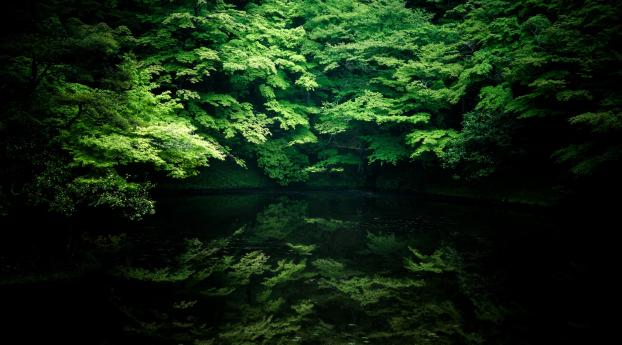 trees, river, shadow Wallpaper 2560x1600 Resolution