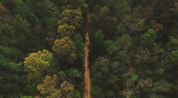 trees, road, view from above Wallpaper 360x640 Resolution
