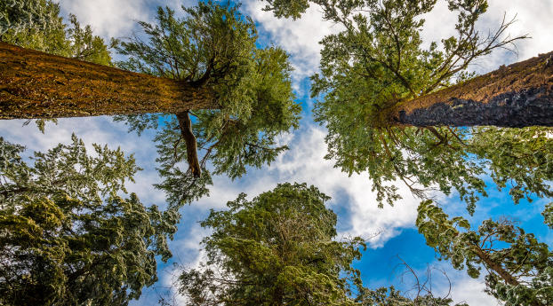 trees, sky, stems Wallpaper 2560x1700 Resolution