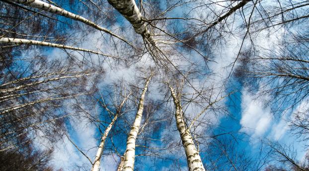 trees, sky, tops Wallpaper 480x854 Resolution