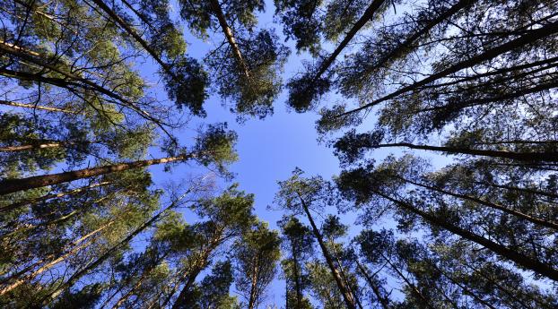 trees, sky, view from below Wallpaper 750x1334 Resolution