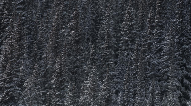 trees, snow, peaks Wallpaper