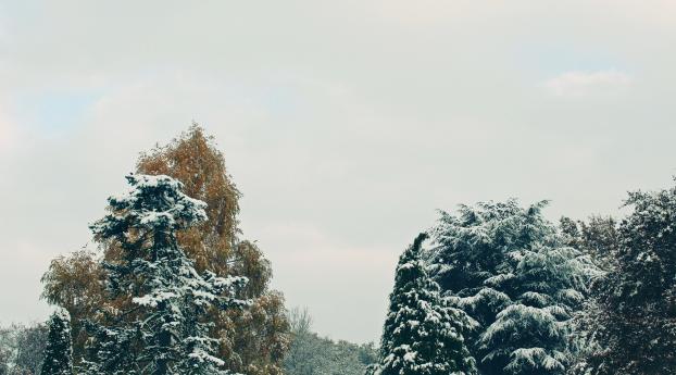 trees, snow, sky Wallpaper 1366x768 Resolution