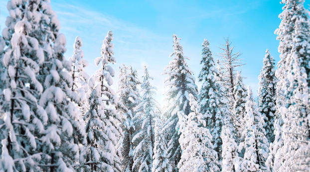 trees, spruce, winter Wallpaper