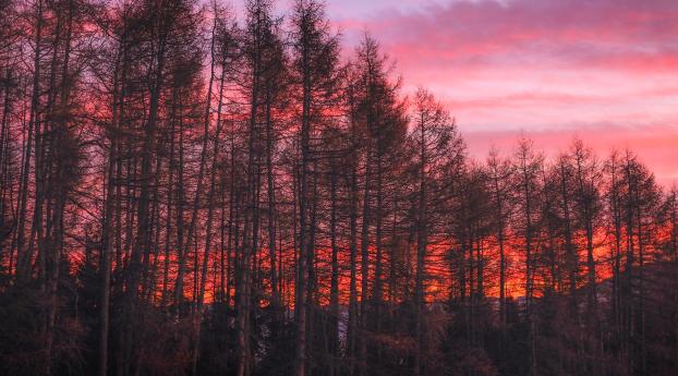 trees, sunset, sky Wallpaper 400x440 Resolution