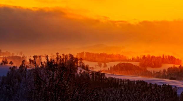 trees, sunset, winter Wallpaper 2560x1600 Resolution