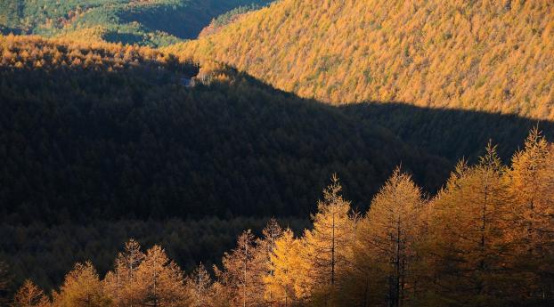 trees, top view, autumn Wallpaper