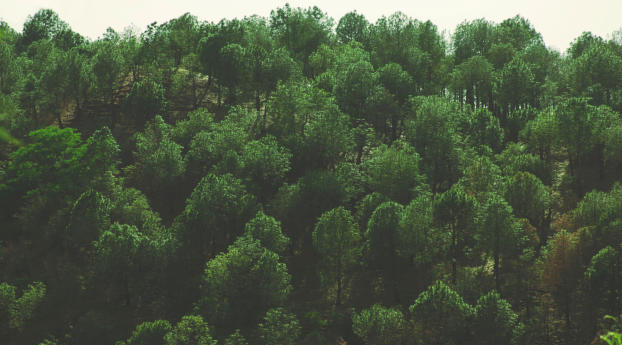 trees, top view, foliage Wallpaper 540x960 Resolution