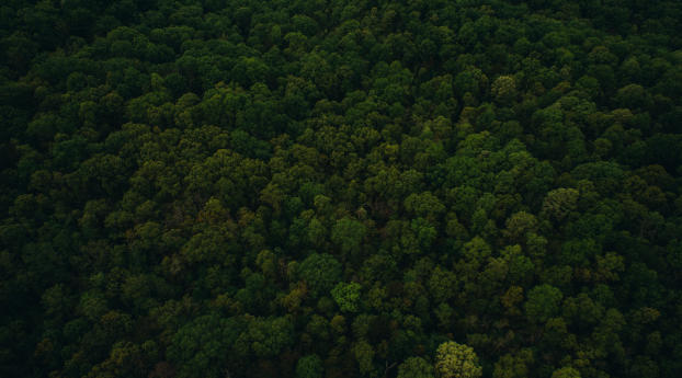trees, top view, green Wallpaper 1920x1080 Resolution
