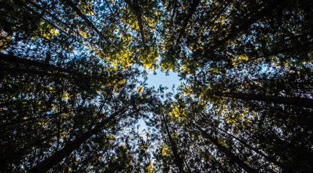 trees, tops, sky Wallpaper 2560x1600 Resolution