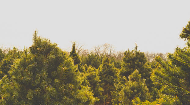 trees, tops, summer Wallpaper 2560x1700 Resolution