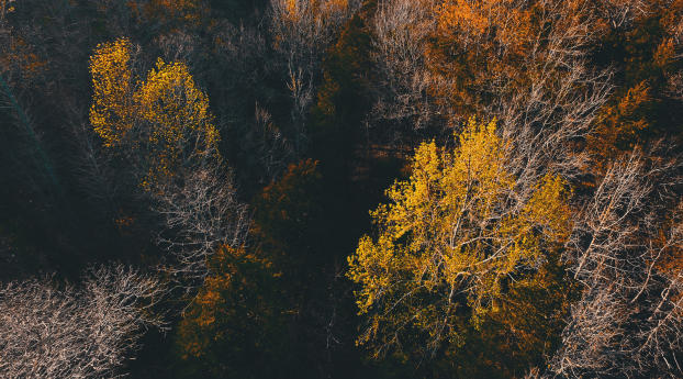 trees, view from above, autumn Wallpaper 2560x1024 Resolution