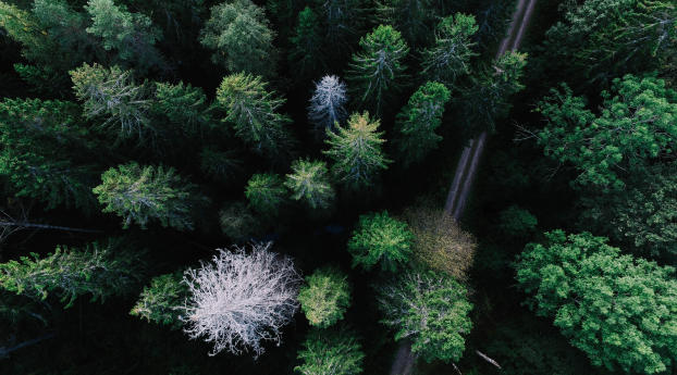 trees, view from above, road Wallpaper 1360x768 Resolution