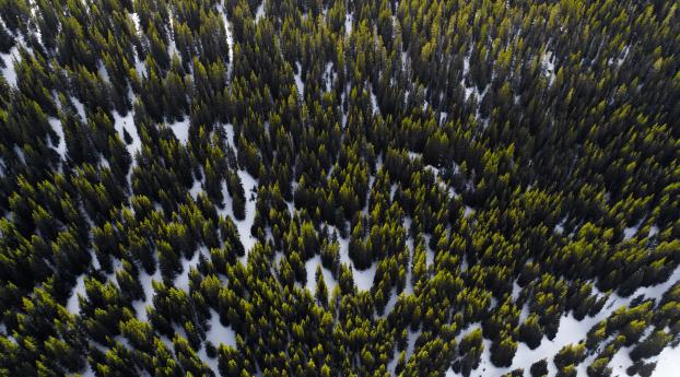 trees, view from above, snow Wallpaper 1360x768 Resolution