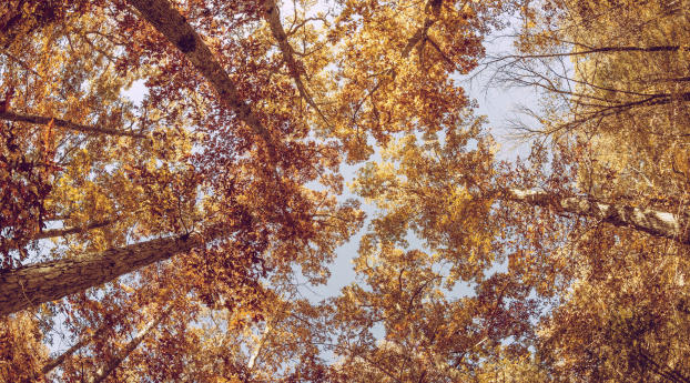 trees, view from below, autumn Wallpaper 1336x768 Resolution