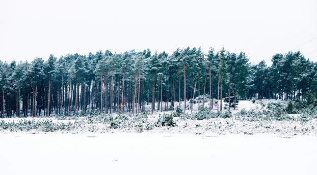 trees, winter, forest Wallpaper 2560x1440 Resolution