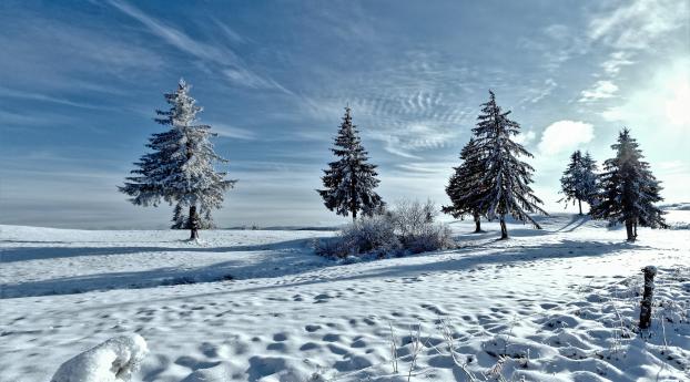 trees, winter, snow Wallpaper 480x484 Resolution