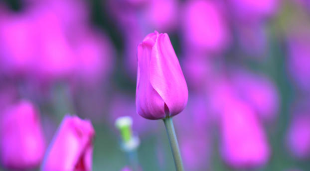 tulip, flower, bud Wallpaper 1080x2256 Resolution