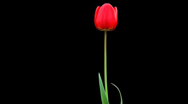 tulip, red, flower Wallpaper 3449x1440 Resolution