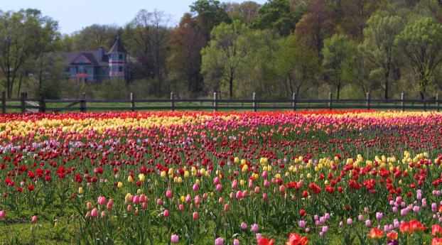 tulips, field, flowers Wallpaper 2048x2048 Resolution