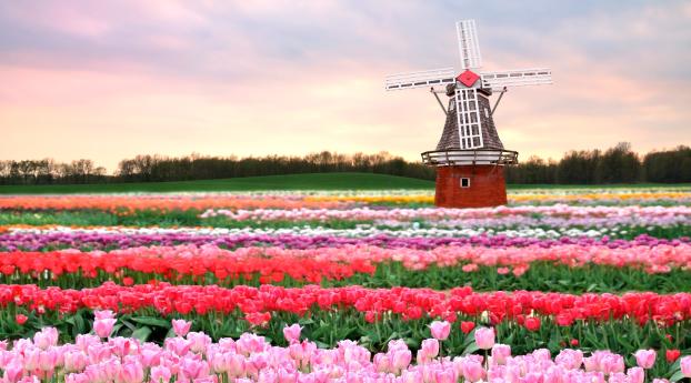 tulips, field, windmill Wallpaper
