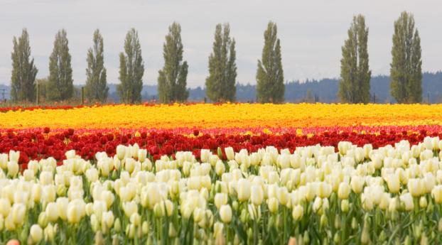 tulips, flower bed, flowers Wallpaper 2560x1080 Resolution