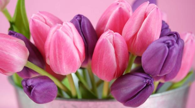 tulips, flowers, bouquet Wallpaper