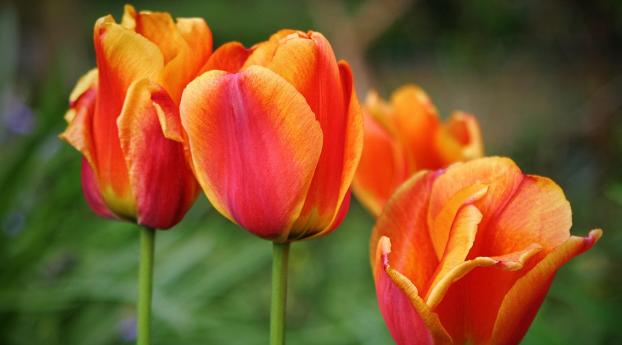 tulips, flowers, buds Wallpaper