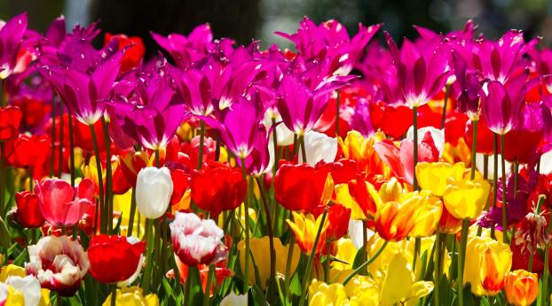 tulips, flowers, different Wallpaper 1242x2688 Resolution