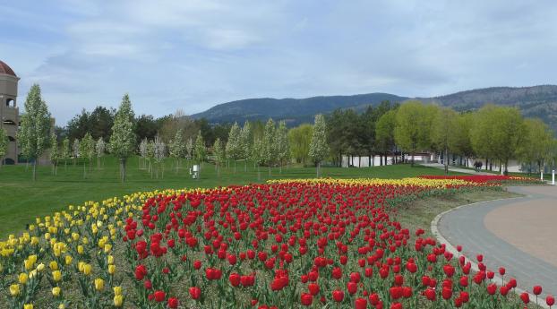 tulips, flowers, flowerbed Wallpaper