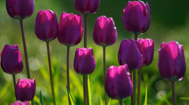 tulips, flowers, flowering Wallpaper 1080x2160 Resolution