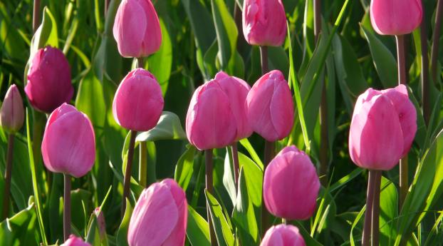 tulips, flowers, pink Wallpaper