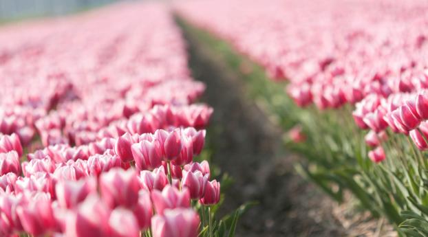 tulips, flowers, plants Wallpaper