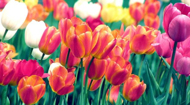 tulips, flowers, spring Wallpaper