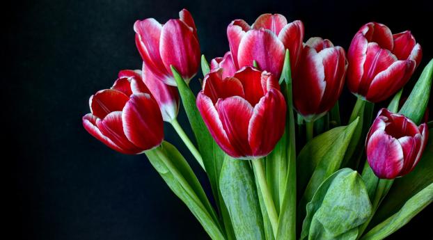 tulips, flowers, two-color Wallpaper 3215x1809 Resolution