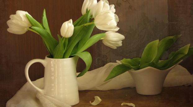 tulips, flowers, white Wallpaper