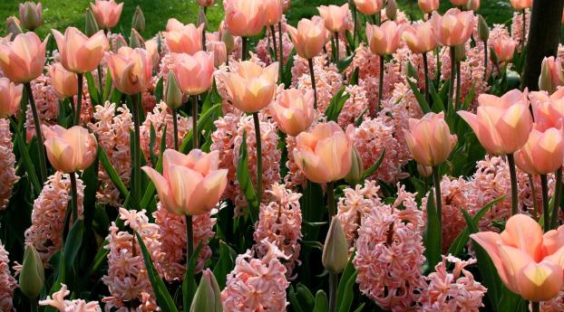 tulips, hyacinths, flowerbed Wallpaper