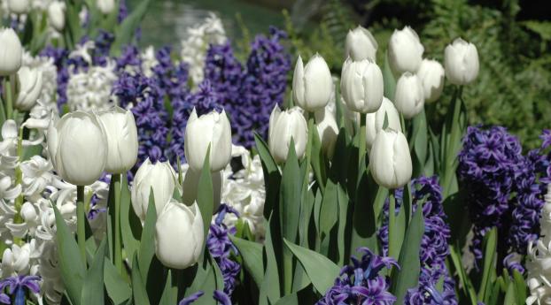 tulips, white, hyacinths Wallpaper 1024x768 Resolution