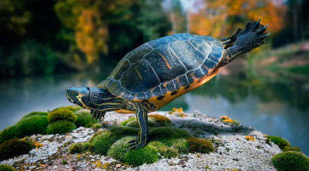 turtle, swimming, sea Wallpaper 1440x900 Resolution